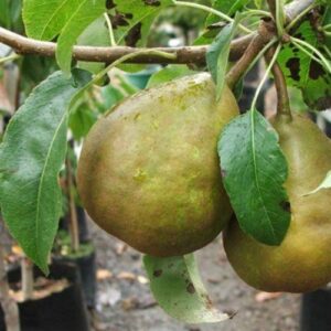 Pear Winter Cole - Pb18 (160/230)
