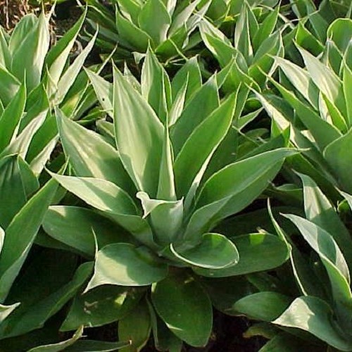 F9795672b21a2862f44cf6f9ec071a2b29d74e4b.jpeg Agave attenuata, Century Plant - Pb60