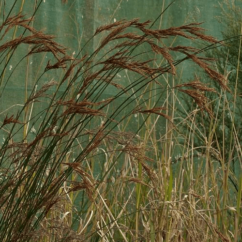 Sporadanthus ferrugineus, Giant Wire Rush - Pb5 - Image 2
