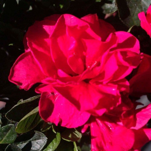 Azalea Mission Bells - Image 2