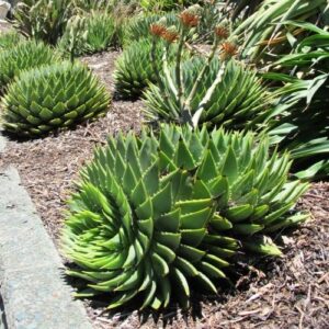 Aloe polyphylla, Spiral Aloe - 2.5Ltr/3Ltr