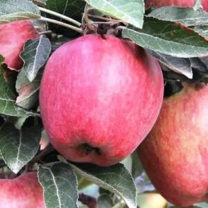 Apple Royal Gala - Pb12/Pb18