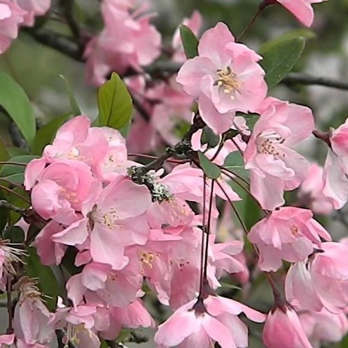 Malus h. Parkmanii, Crabapple - Pb18 - Image 3
