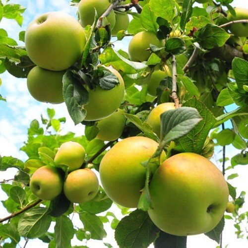 Apple Lord Wolseley - Pb12 - Image 2