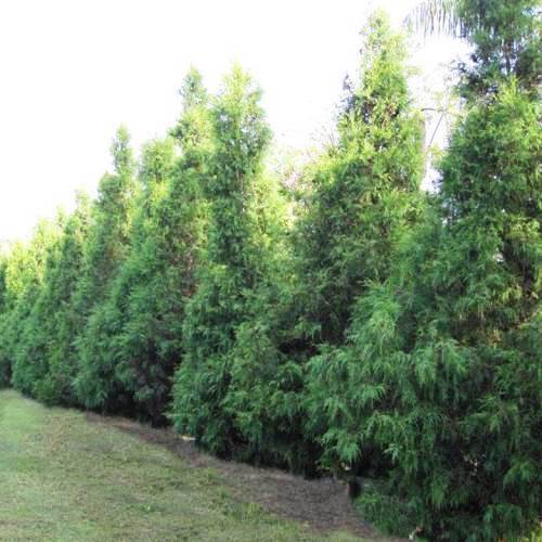 Cupressus torulosa, Bhutan Cypress - Pb6.5 (80/100)