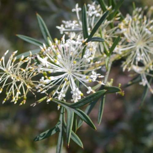 Grevillea glabrata - Pb6.5 (10/15) - Image 2