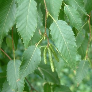 Betula albosinesis, Chinese Red Birch - Pb12