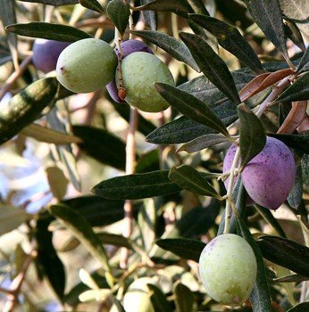 Topiary - Olea europaea - PB12