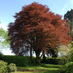 Fagus sylvatica Purpurea, Copper Beech - 140/160 cm )