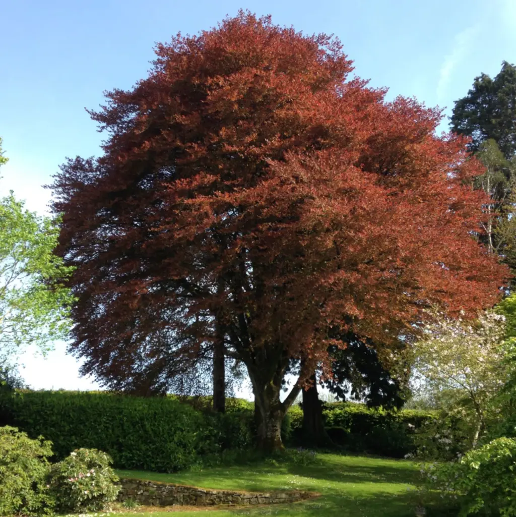 Fagus sylvatica Purpurea, Copper Beech - 140/160 cm )