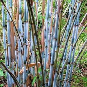Fargesia nitida, Blue Fountain Bamboo - Pb12 (150/200)