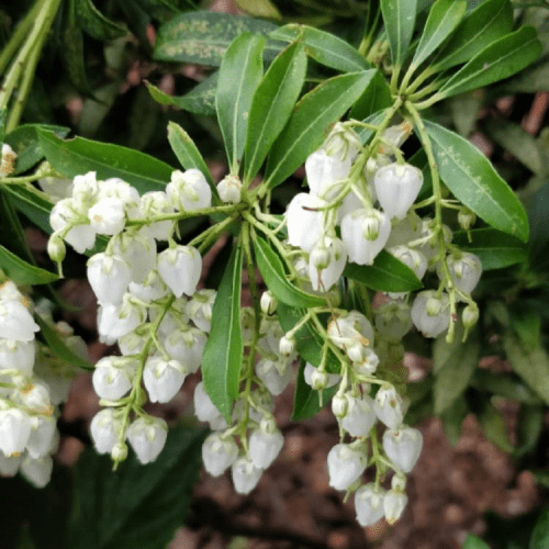 Pieris Purity - 2.5Ltr (25/35)