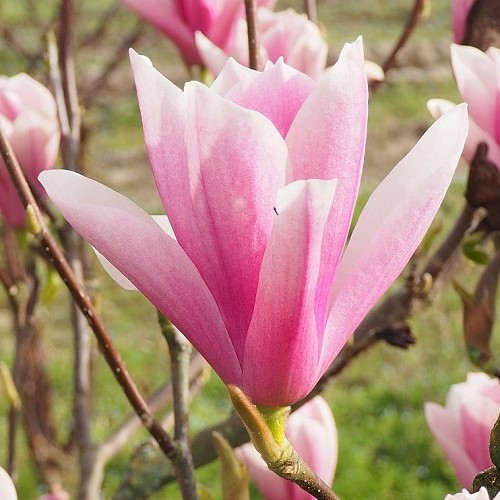 Magnolia Heaven Scent - 25Ltr - Image 2