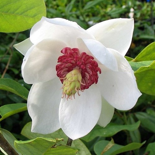Magnolia sieboldii, Oyama Magnolia - Pb18 - Image 2