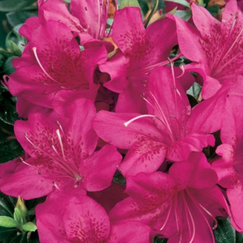 Azalea Purple Glitters - 1.25Ltr - Image 2