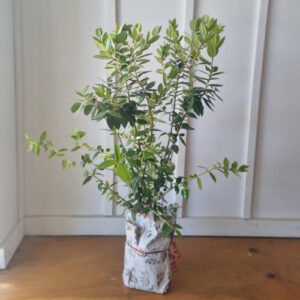 Metrosideros excelsa, Pohutukawa - Pot