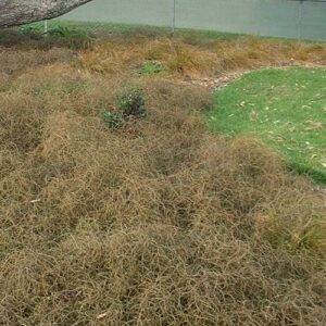 Coprosma acerosa - Pot