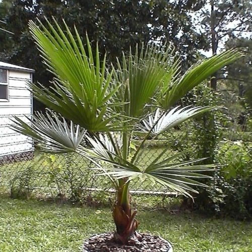 Washingtonia robusta - Pb95 - Image 2