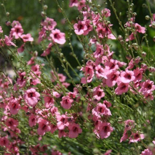 Diascia integerrima, Twinspur - Pb3 - Image 2