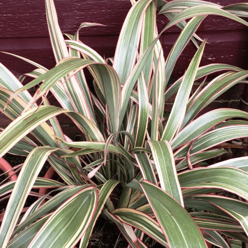 Phormium Tricolour, Flax - Pb5 - Image 2
