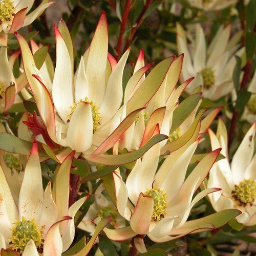 Leucadendron Julie - Pb5 (40/50) - Image 2