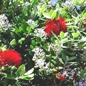 Metrosideros Scarlet Pimpernel, Pohutukawa - Pb6.5