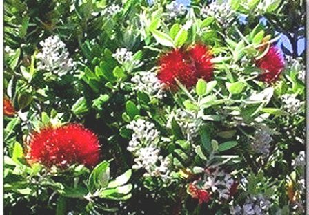 Metrosideros Scarlet Pimpernel, Pohutukawa - Pb6.5