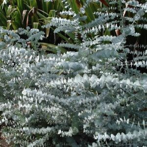 Eucalyptus p. Baby Blue - 3.5Ltr (1m-1.6m)