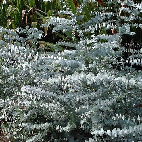 Eucalyptus p. Baby Blue - 3.5Ltr (1m-1.6m)