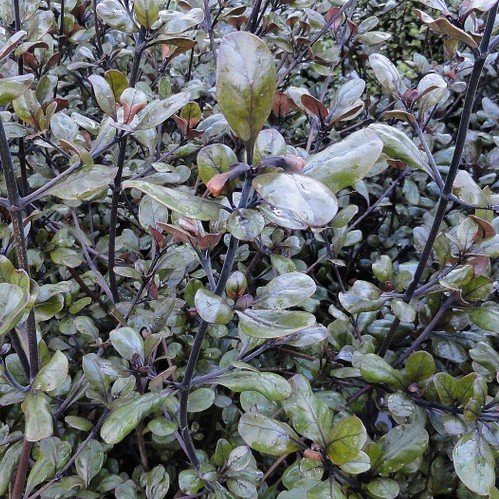 Coprosma brockeii - Pb5 (40/60)
