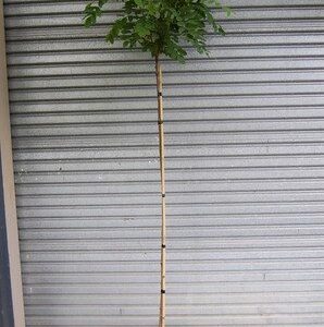 Robinia Mophead - Pb18 (1.2m std)