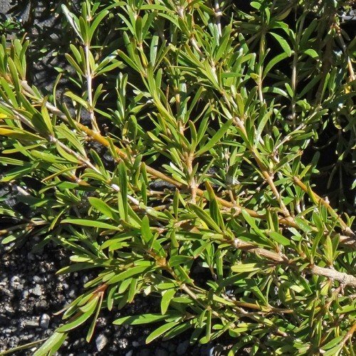Coprosma kirkii - Pb3 - Image 2