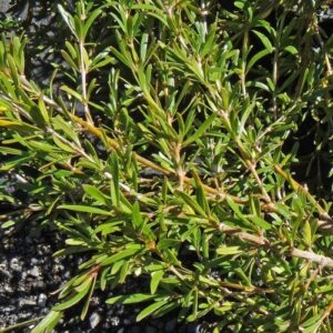 Coprosma kirkii - Pb5