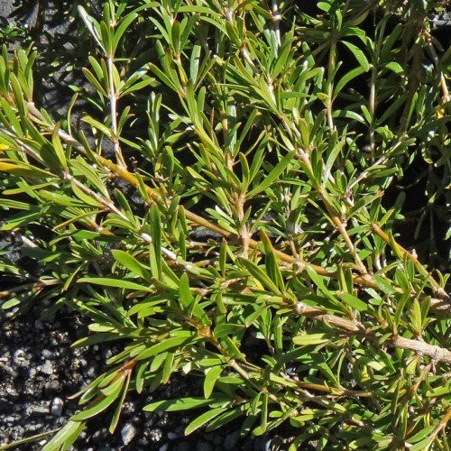 Coprosma kirkii - Pb5
