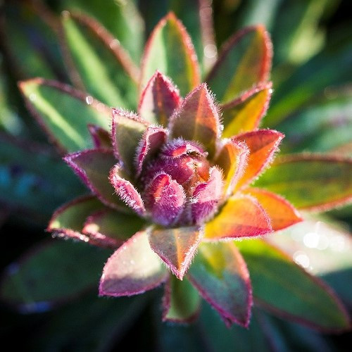 Euphorbia Ascot Liliput, Spurge - 1.5Ltr - Image 2