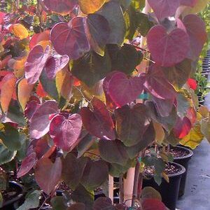 Cercis canadensis Forest Pansy - Pb28 (170/230)