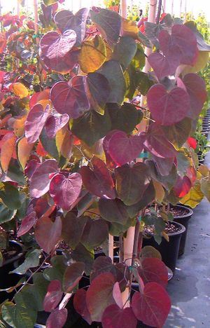 Cercis canadensis Forest Pansy - Pb28 (170/230)