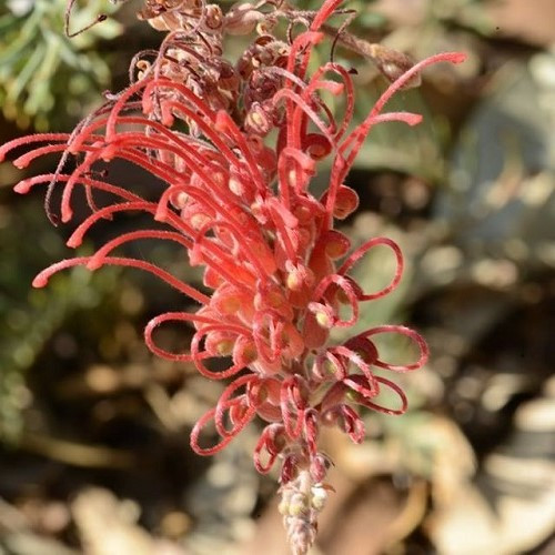 Grevillea Pick Of The Crop - 2.5Ltr - Image 2