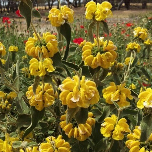 Phlomis fruticosa, Jerusalem Sage - Pb6.5 - Image 2