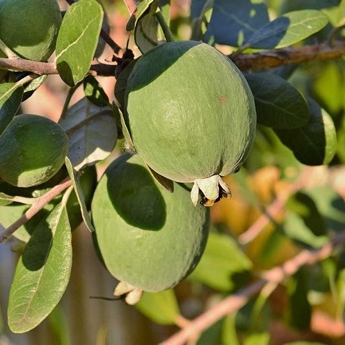 Feijoa Bambina -Dwarf cocktail feijoa 1.9Ltr - Image 2