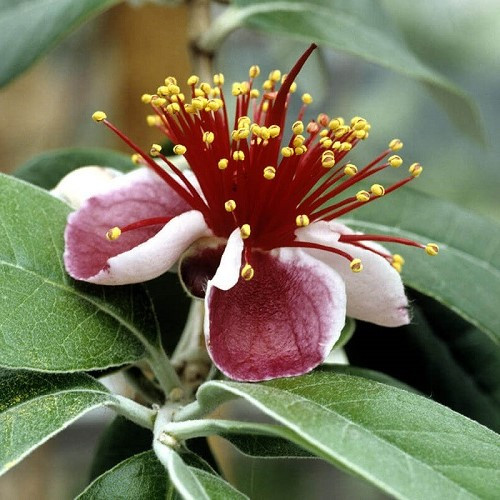 Feijoa sellowiana, Pineapple Guava - Pb3 - Image 2