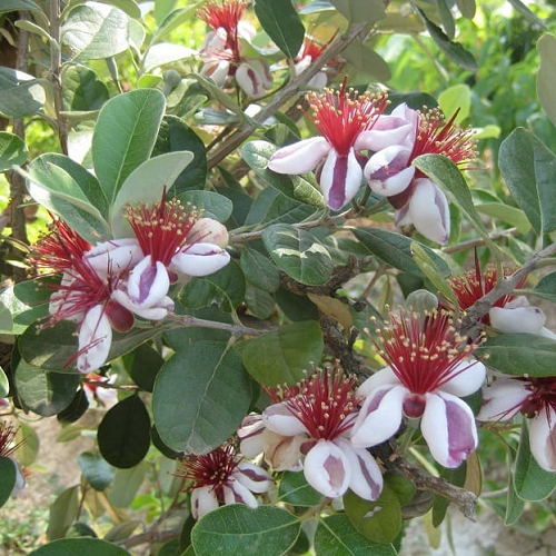 Feijoa sellowiana, Pineapple Guava - Pb28 - Image 2