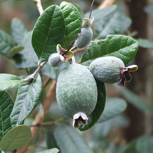 Feijoa sellowiana, Pineapple Guava - Pb28 - Image 3