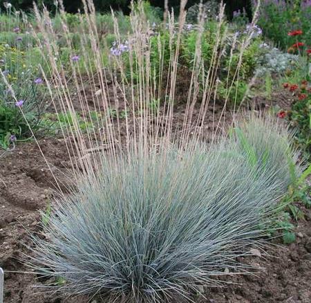Festuca actae Banks Peninsula - tube - Image 2