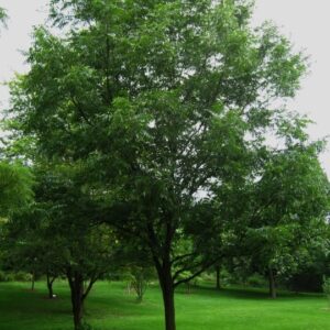 Carya illinoinensis, Pecan - Pb12 (60/120)