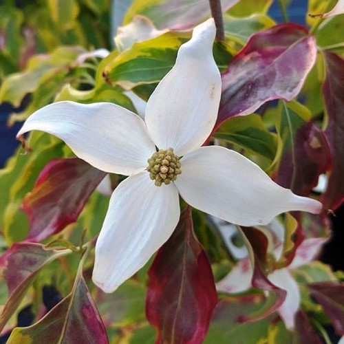 Cornus kousa Bonfire - Pb28 - Image 2