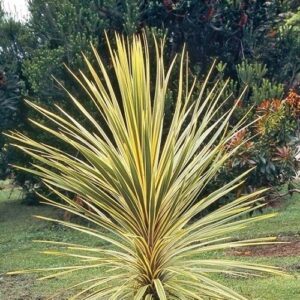 Cordyline australis Albertii - 2.5Ltr (40/60)