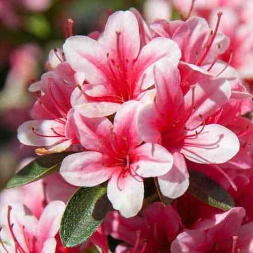 Azalea Cherry Blossom - 1.25Ltr - Image 2