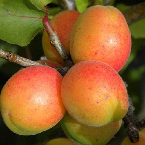 Apricot Double Sundrop/Newcastle - Image 2