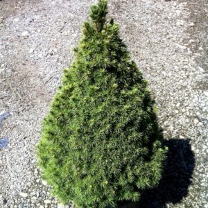 Picea glauca Conica, Dwarf White Spruce - 4.5Ltr
